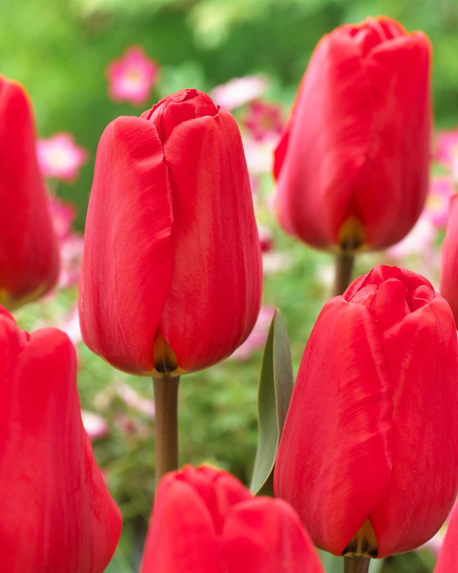 Tulppaani 'Apeldoorn'